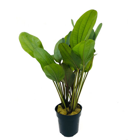 Waterplant Echinodorus Reni - Extra Groß