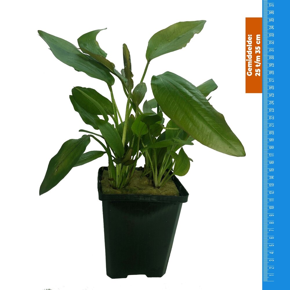 Wasserpflanze Echinodorus Impai - Extra Groß