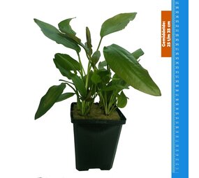 Wasserpflanze Echinodorus Impai - Extra Groß