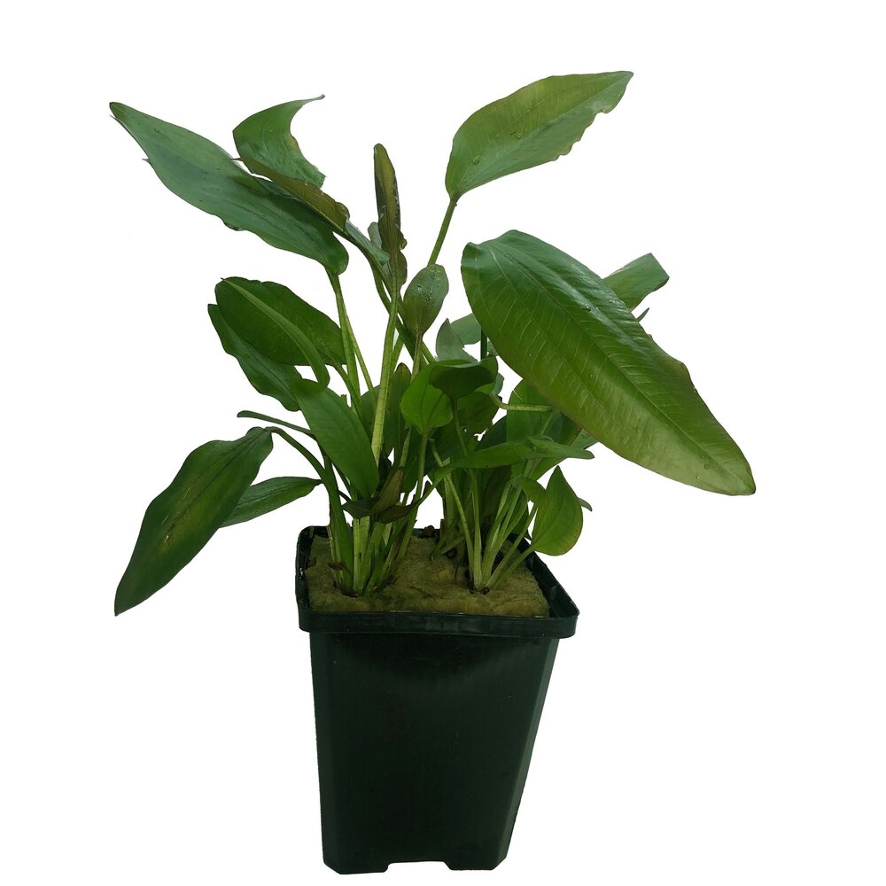 Wasserpflanze Echinodorus Impai - Extra Groß