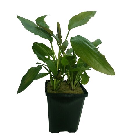 Wasserpflanze Echinodorus Impai - Extra Groß