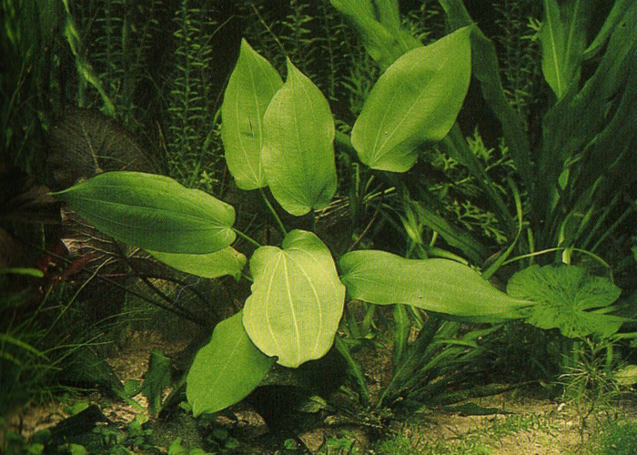 Wasserpflanze Echinodorus Impai - Extra Groß