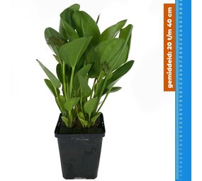 Waterplant Echinodorus Harbich - Extra Groß