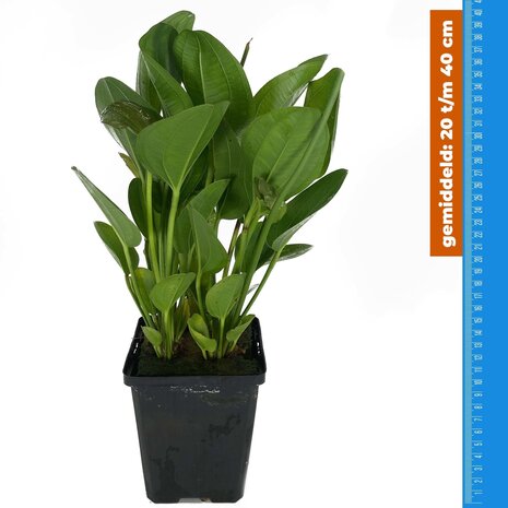 Waterplant Echinodorus Harbich - Extra Groß Waterplant Echinodorus Harbich - Extra Groß