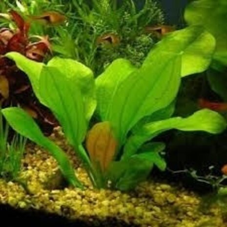 Waterplant Echinodorus Harbich - Extra Groß Waterplant Echinodorus Harbich - Extra Groß