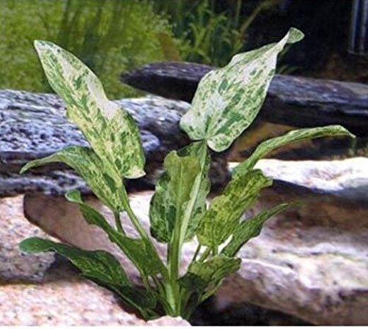 Wasserpflanze Echinodorus Cordifolius Marble - Extra Groß Wasserpflanze Echinodorus Cordifolius Marble - Extra Groß