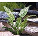 Wasserpflanze Echinodorus Cordifolius Marble - Extra Groß Wasserpflanze Echinodorus Cordifolius Marble - Extra Groß
