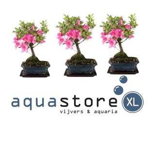 AquastoreXL Bonsai