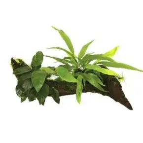 Pflanzen auf Dekoration