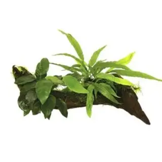 Pflanzen auf Dekoration