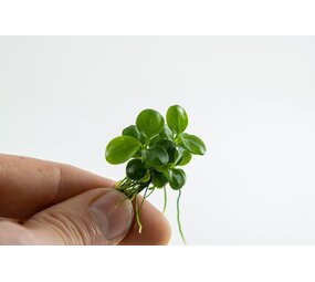 Wasserpflanze Anubias Barteri Mini Coin