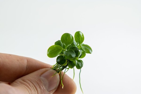 Wasserpflanze Anubias Barteri Mini Coin