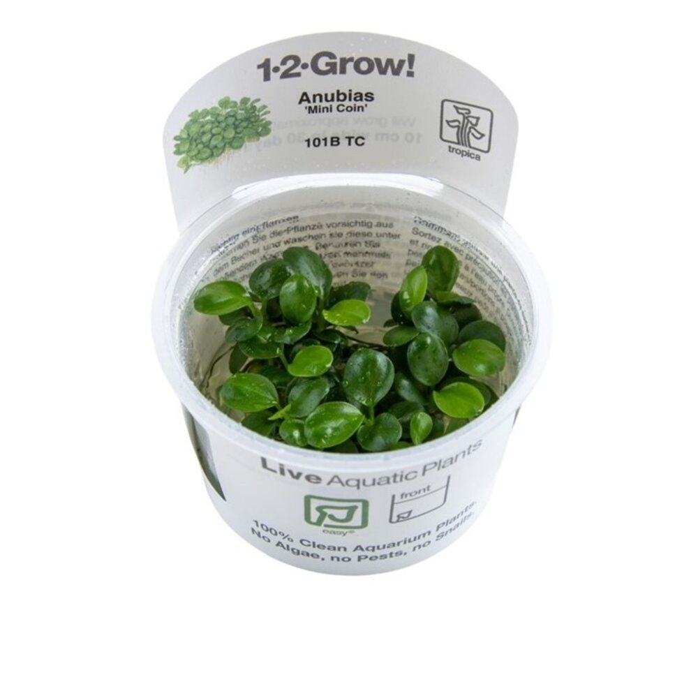Wasserpflanze Anubias Barteri Mini Coin
