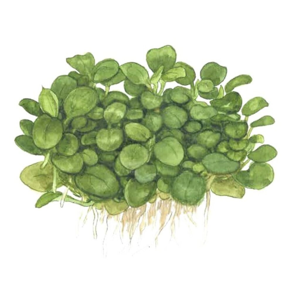 Wasserpflanze Anubias Barteri Mini Coin