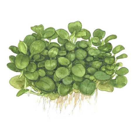 Wasserpflanze Anubias Barteri Mini Coin