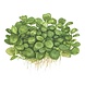 Wasserpflanze Anubias Barteri Mini Coin