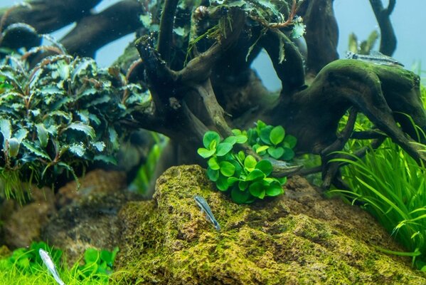 Wasserpflanze Anubias Barteri Mini Coin