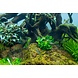 Wasserpflanze Anubias Barteri Mini Coin