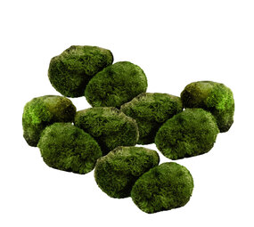 Wasserpflanze Moosball Chladoflora SS 2cm 10x