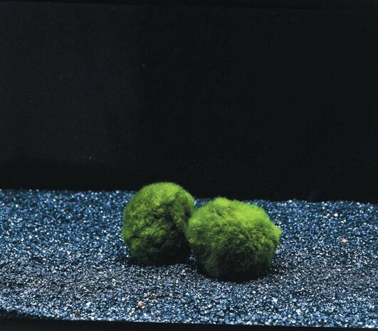 Wasserpflanze Moosball Chladoflora SS 2cm 10x Wasserpflanze Moosball Chladoflora SS 2cm 10x