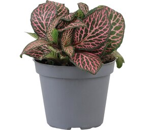 Terraplant Fittonia Pink Specik