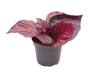 Terraplant Iresine Herbstii Bloodleaf