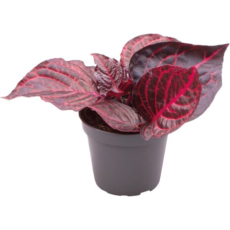 Terraplant Iresine Herbstii Bloodleaf