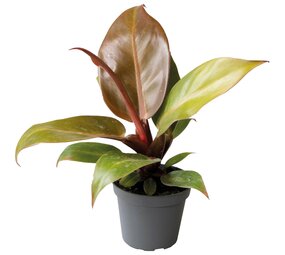 Terraplant Philodendron Cherry Red