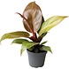 Terraplant Philodendron Cherry Red
