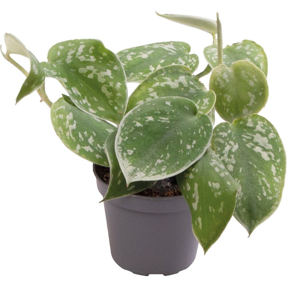 Terraplant Philodendron Scandens Pictus