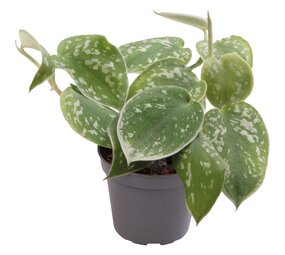 Terraplant Philodendron Scandens Pictus