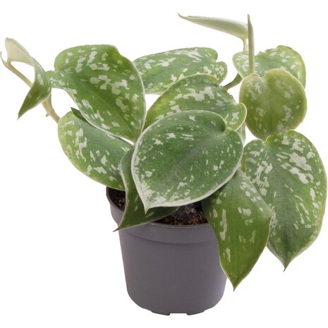 Terraplant Philodendron Scandens Pictus