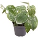 Terraplant Philodendron Scandens Pictus