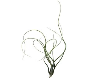 Terraplant Tillandsia Butzii