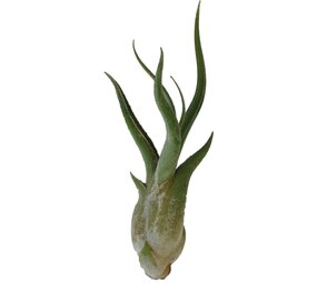 Terraplant Tillandsia Caput Medusae
