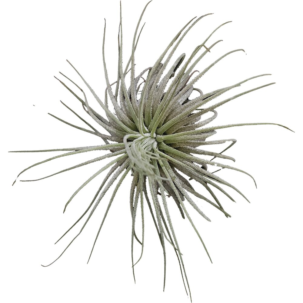 Terraplant Tillandsia Magnusiana