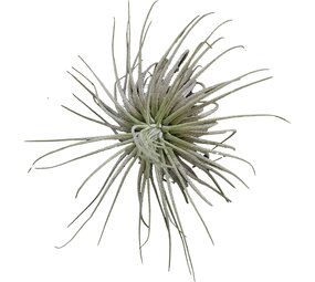 Terraplant Tillandsia Magnusiana