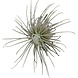 Terraplant Tillandsia Magnusiana