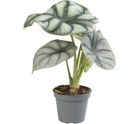 Terraplant Alocasia Silver Dragon