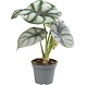 Terraplant Alocasia Silver Dragon