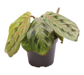 Terraplant Calathea Leuconeura Red Stripe