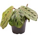 Terraplant Calathea Leuconeura Red Stripe