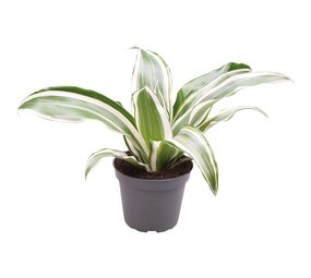 Terraplant Dracaena White Jewel