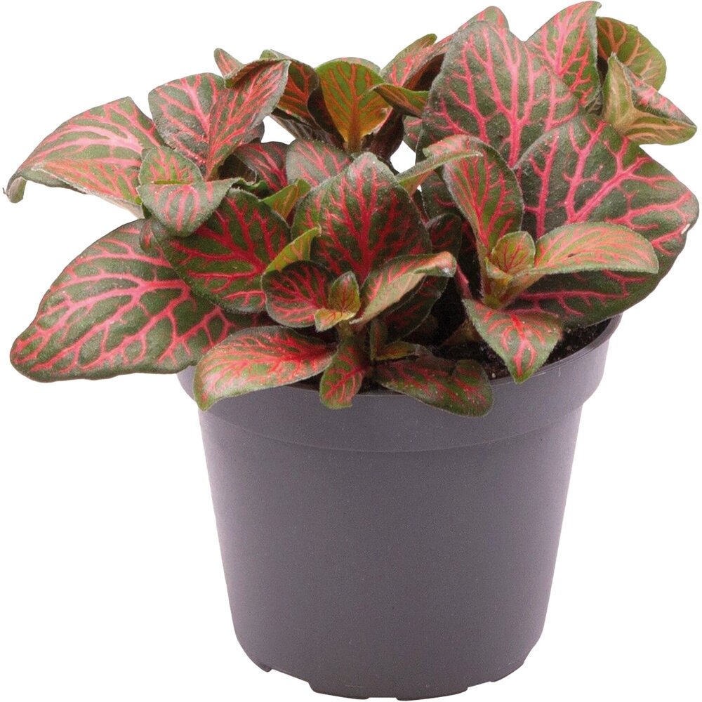 Terraplant Fittonia Joly Josan
