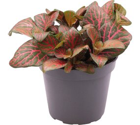 Terraplant Fittonia Joly Josan