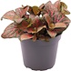 Terraplant Fittonia Joly Josan