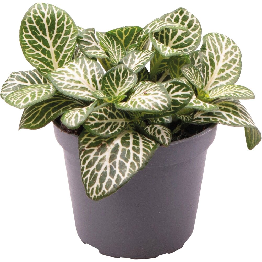 Terraplant Fittonia Albivenis Mini Wh