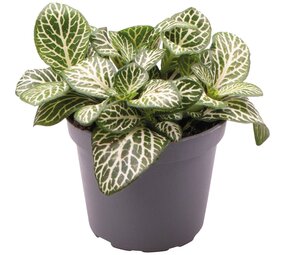 Terraplant Fittonia Albivenis Mini Wh