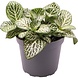 Terraplant Fittonia Albivenis Mini Wh