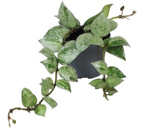 Terraplant Hoya Krohiana Eskimo